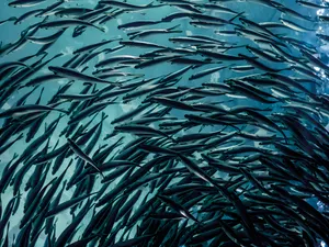 aquaculture