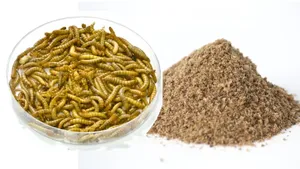 insectes