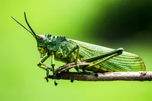 elegance-nairobi-Ja_FIdTNJaQ-unsplash