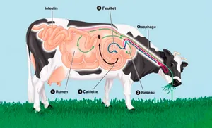 Systeme-digestif-vache